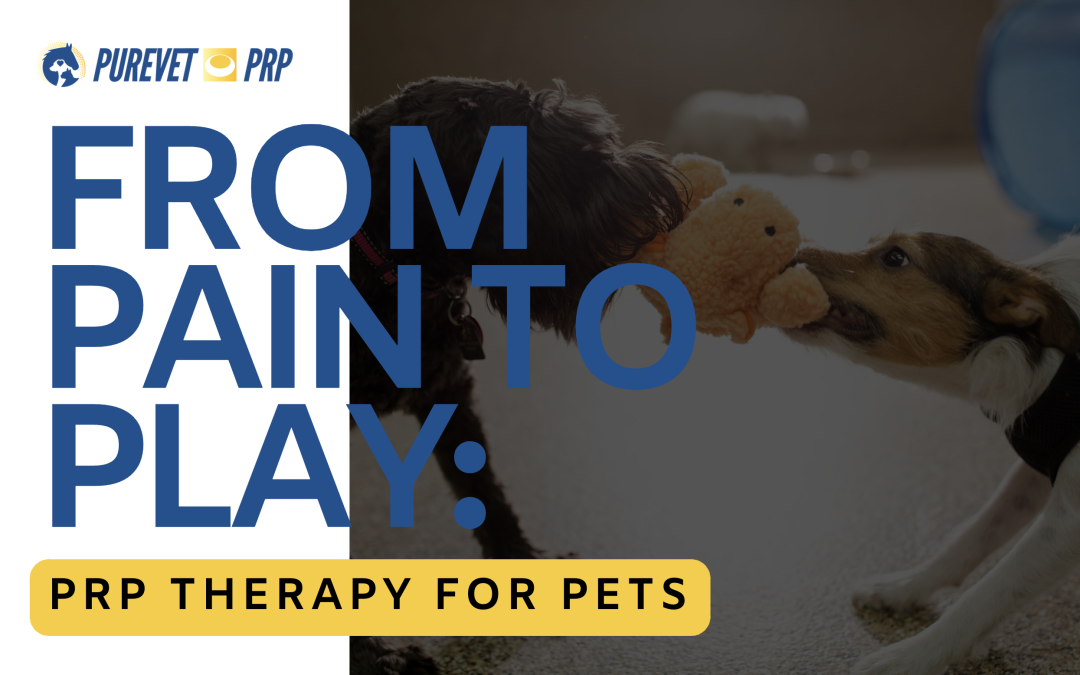 From Pain to Play: PRP Therapy for Pets